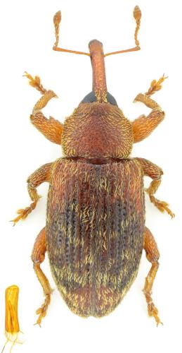 Dorytomus rufatus